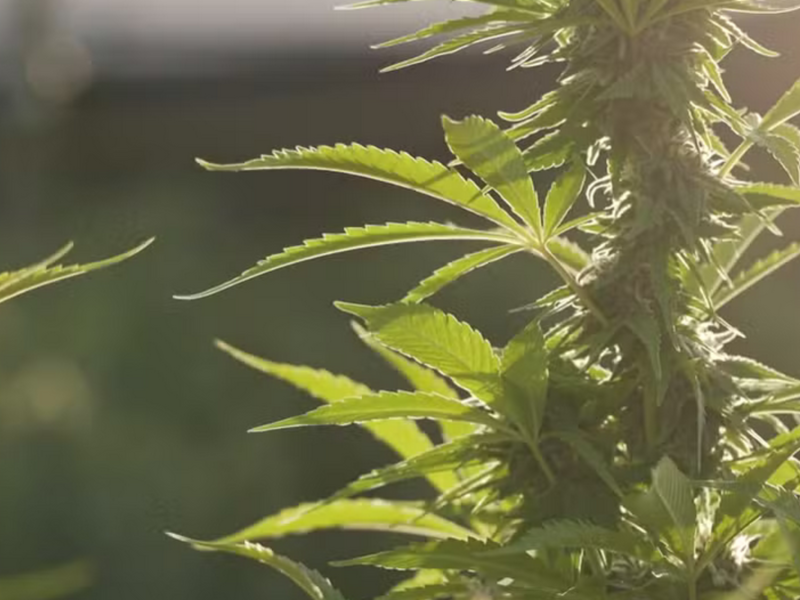 STJ nega pedido de paciente carioca e mantém exclusão da cobertura de Cannabis medicinal por plano de saúde